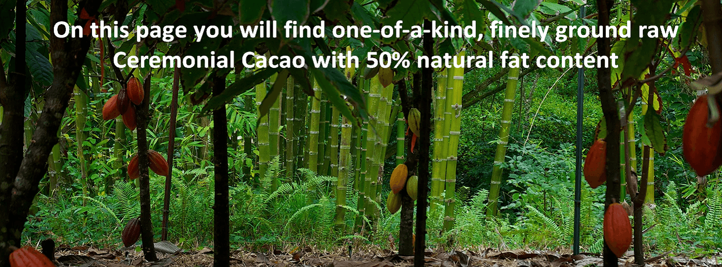 Cacao in jungle
